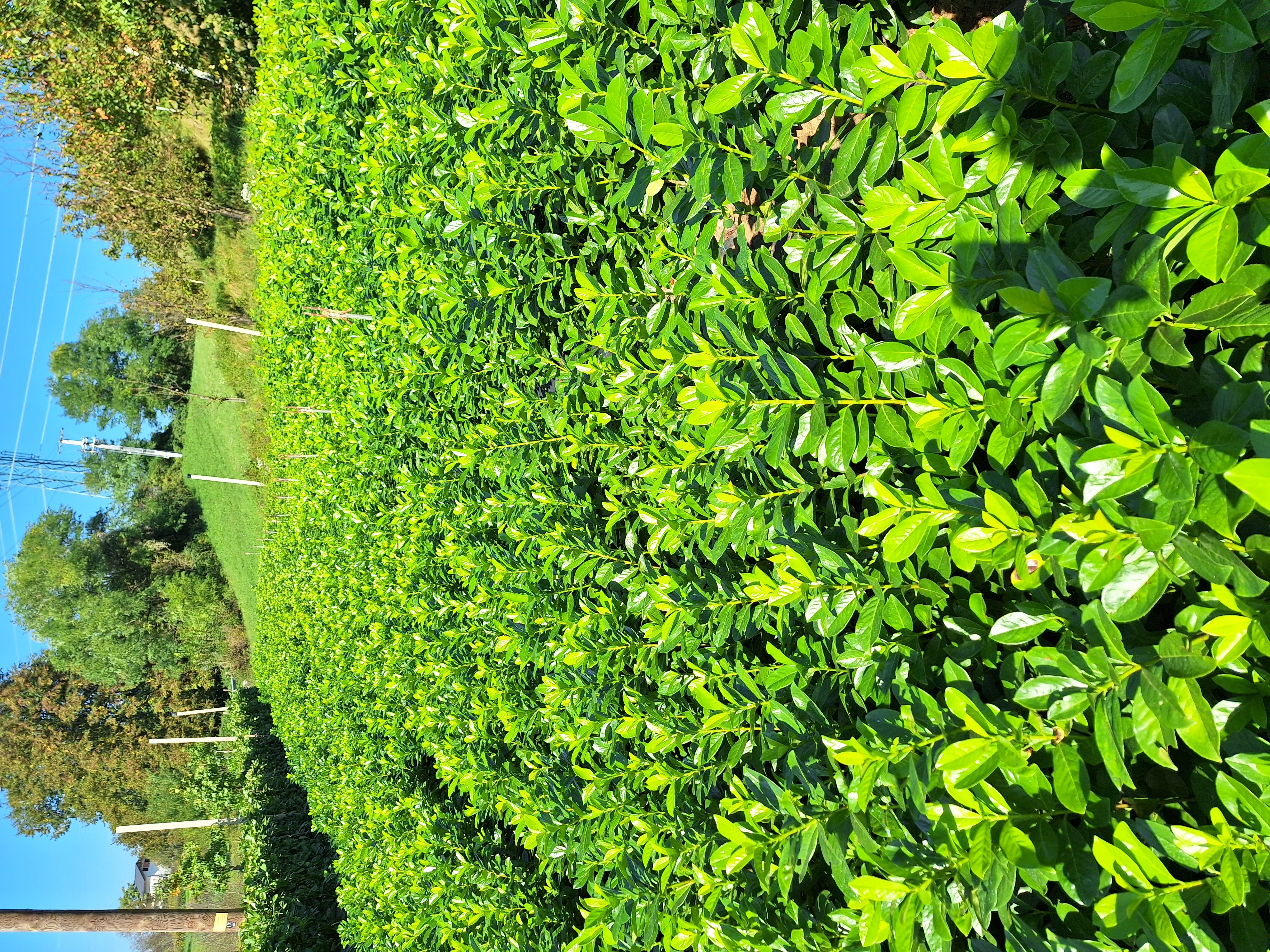 lovorikovci rotundifolia